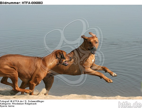 Rhodesian Ridgebacks / HTFA-006883