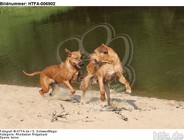 Rhodesian Ridgebacks / HTFA-006902