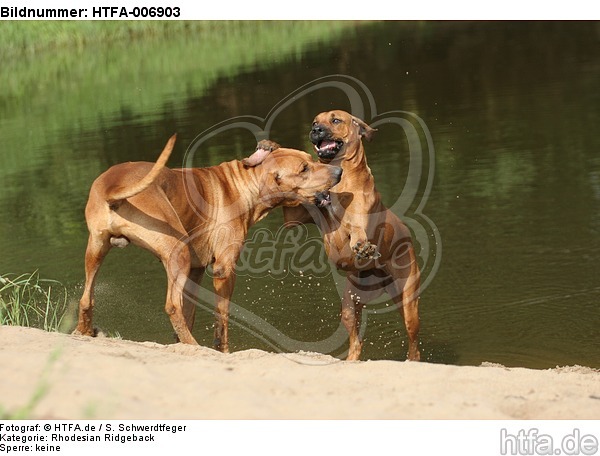 Rhodesian Ridgebacks / HTFA-006903