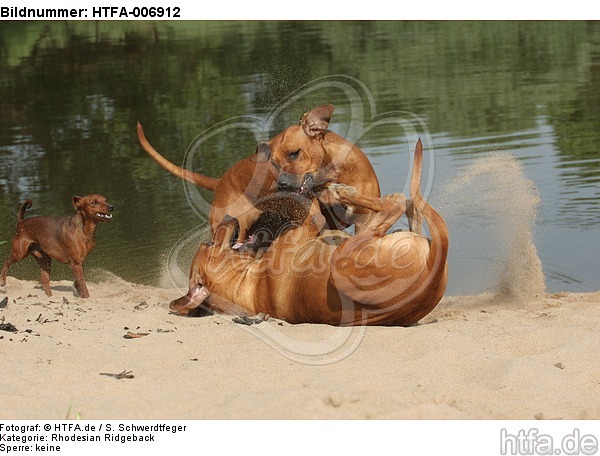 Rhodesian Ridgebacks und Zwergpinscher / rhodesian ridgebacks and miniature pinscher / HTFA-006912