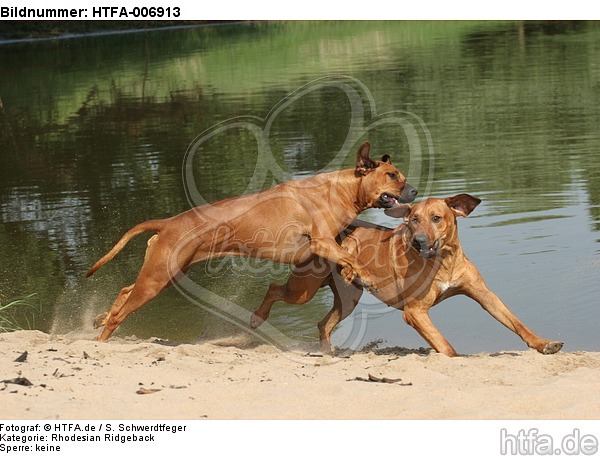 Rhodesian Ridgebacks / HTFA-006913