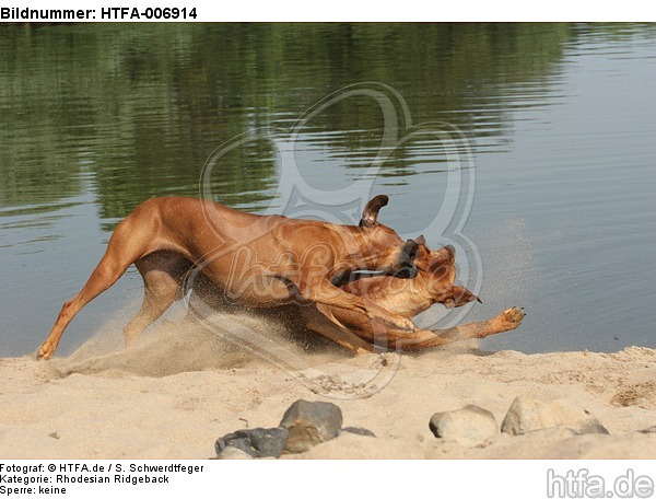 Rhodesian Ridgebacks / HTFA-006914