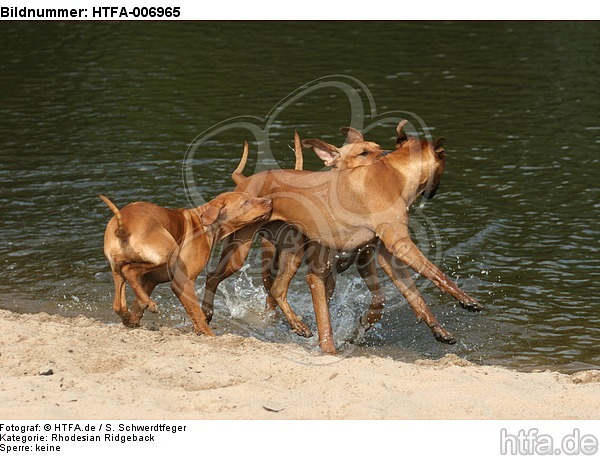 Rhodesian Ridgeback / HTFA-006965