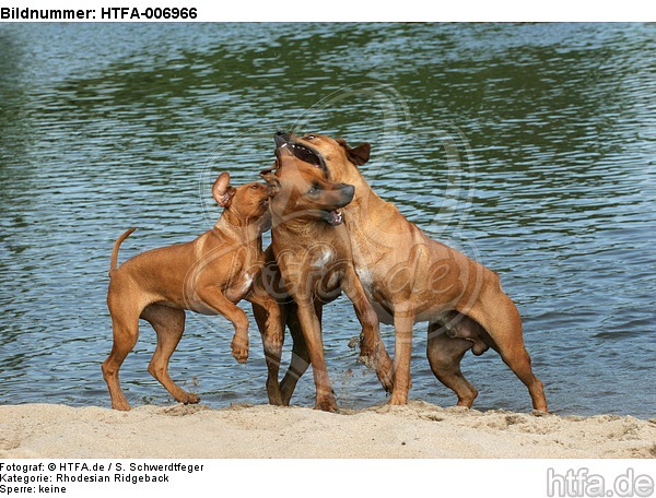 Rhodesian Ridgeback / HTFA-006966