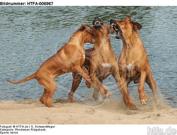 Rhodesian Ridgeback / HTFA-006967