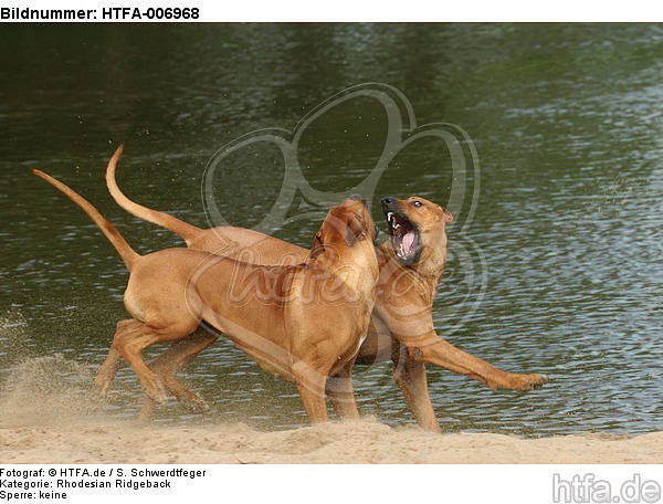 Rhodesian Ridgebacks / HTFA-006968