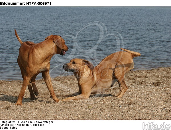 Rhodesian Ridgebacks / HTFA-006971