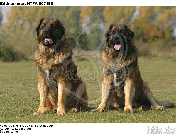 Leonberger / HTFA-007198