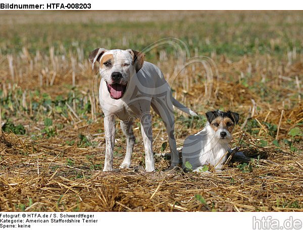 American Staffordshire Terrier & Parson Russell Terrier / HTFA-008203