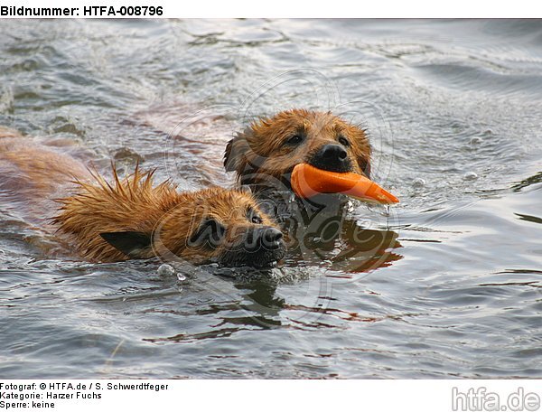 spielende Harzer Füchse / playing Harzer Füchse / HTFA-008796