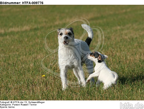 spielende Parson Russell Terrier / playing PRT / HTFA-009776