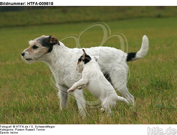 spielende Parson Russell Terrier / playing PRT / HTFA-009818