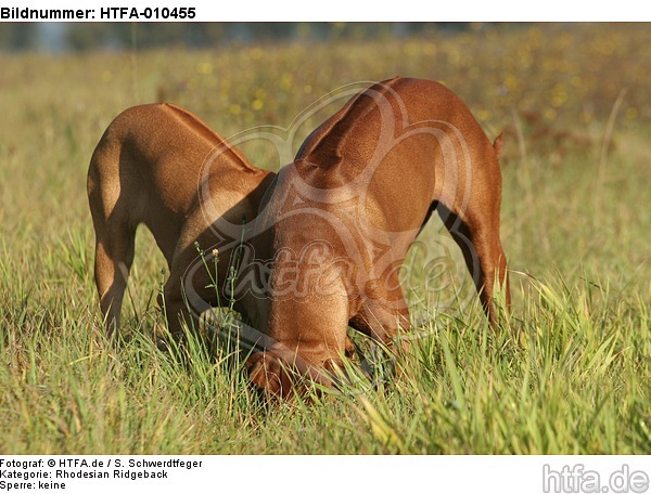 schnuppernde Rhodesian Ridgebacks / snuffing Rhodesian Ridgebacks / HTFA-010455