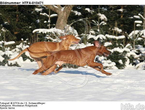 rennende Rhodesian Ridgebacks / running Rhodesian Ridgebacks / HTFA-010471