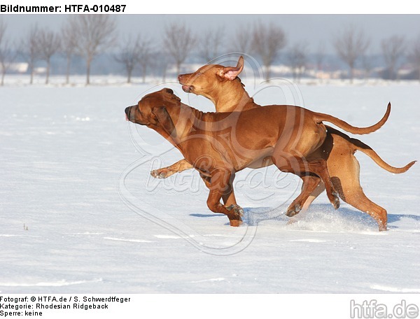 rennende Rhodesian Ridgebacks / running Rhodesian Ridgebacks / HTFA-010487