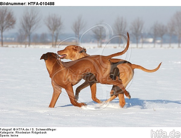 rennende Rhodesian Ridgebacks / running Rhodesian Ridgebacks / HTFA-010488