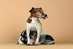 Jack Russell Terrier