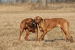 Rhodesian Ridgebacks