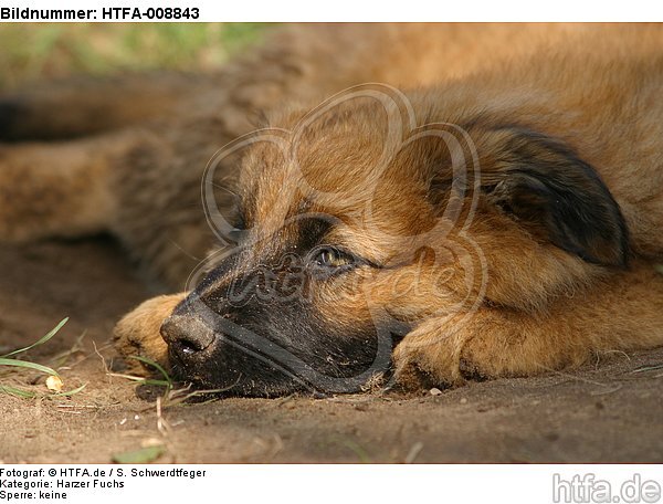 müder Harzer Fuchs Welpe / tired Harzer Fuchs puppy / HTFA-008843