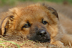 Harzer Fuchs Welpe / Harzer Fuchs puppy