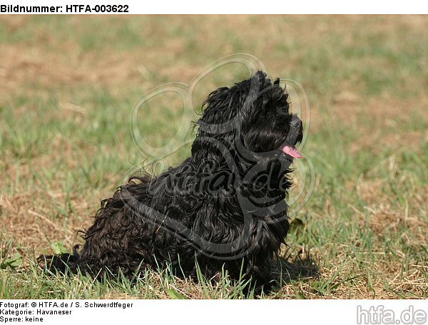 Havaneser / Havanese / HTFA-003622