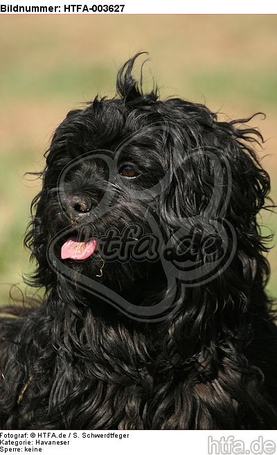 Havaneser / Havanese / HTFA-003627