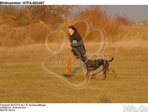 Dobermann / doberman pinscher / HTFA-002467