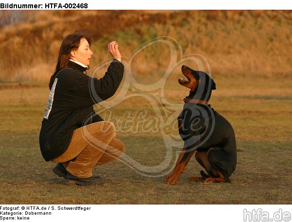 Dobermann / doberman pinscher / HTFA-002468