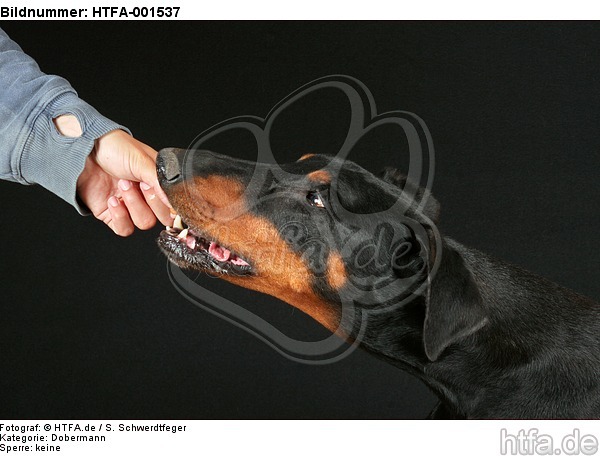 Dobermann / doberman pinscher / HTFA-001537