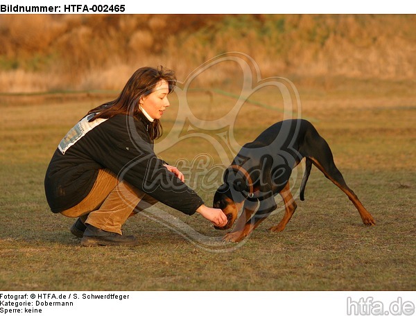 Dobermann / doberman pinscher / HTFA-002465