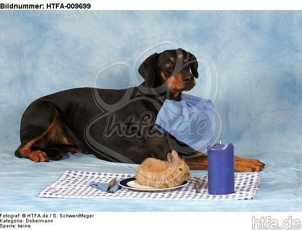 Dobermann beim Essen / Doberman Pinscher at dinner / HTFA-009699