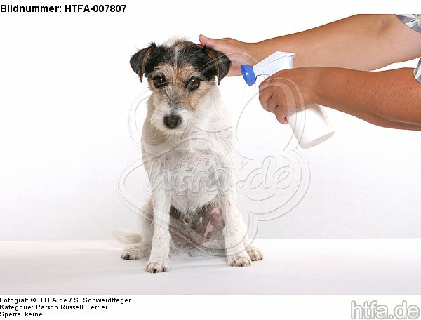 Parson Russell Terrier / HTFA-007807