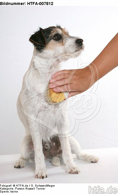 Parson Russell Terrier / HTFA-007812