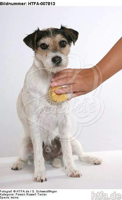 Parson Russell Terrier / HTFA-007813