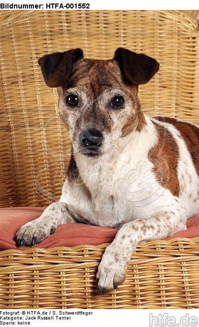 Jack Russell Terrier / HTFA-001552