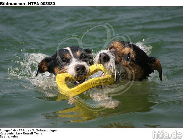 Jack und Parson Russell Terrier / Jack and Parson Russell Terrier / HTFA-003680
