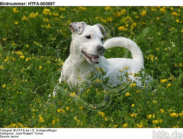 Jack Russell Terrier / HTFA-003697
