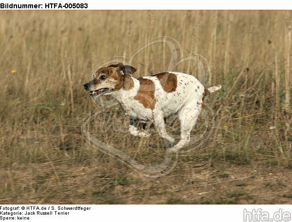 Jack Russell Terrier / HTFA-005083