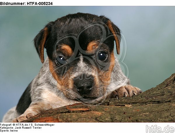 Jack Russell Terrier Welpe / jack russell terrier puppy / HTFA-005234