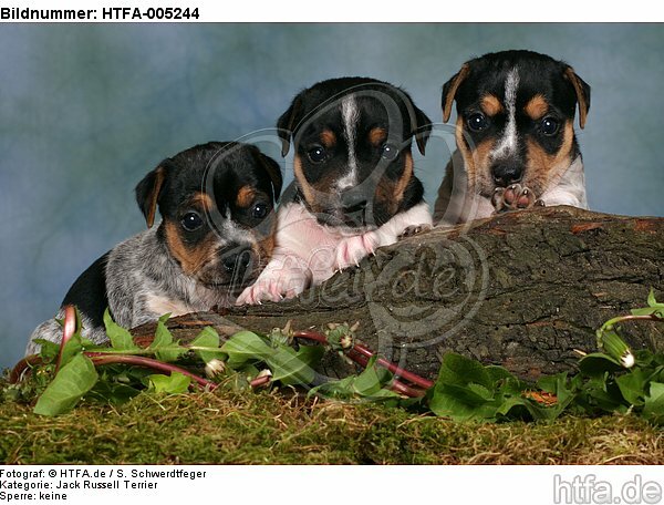 Jack Russell Terrier Welpen / jack russell terrier puppies / HTFA-005244