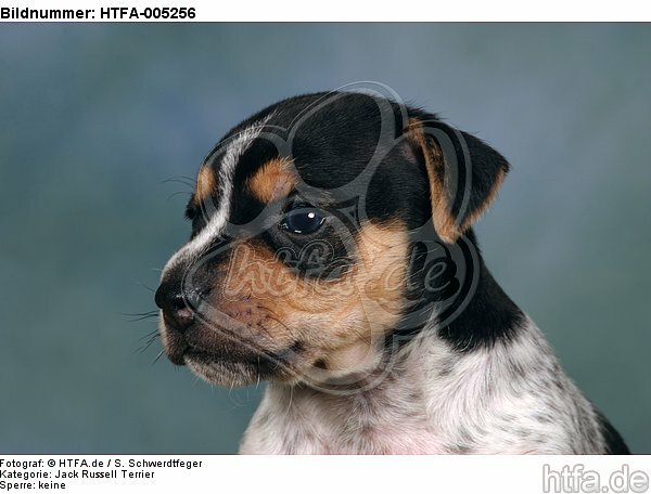 Jack Russell Terrier Welpe / jack russell terrier puppy / HTFA-005256
