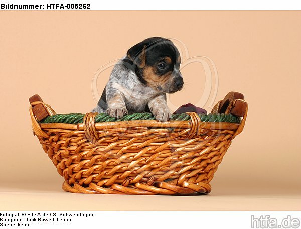 Jack Russell Terrier Welpe / jack russell terrier puppy / HTFA-005262