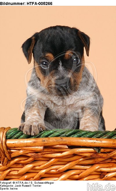 Jack Russell Terrier Welpe / jack russell terrier puppy / HTFA-005266