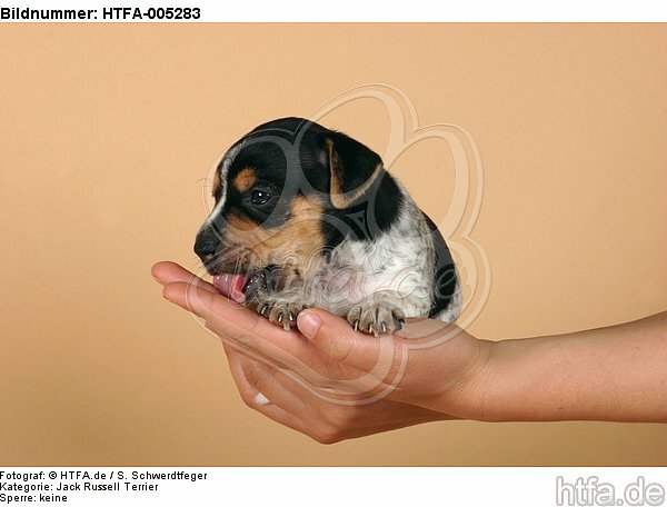 Jack Russell Terrier Welpe / jack russell terrier puppy / HTFA-005283