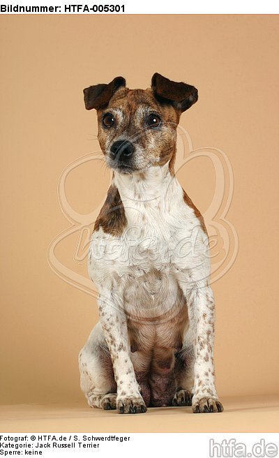 Jack Russell Terrier / HTFA-005301