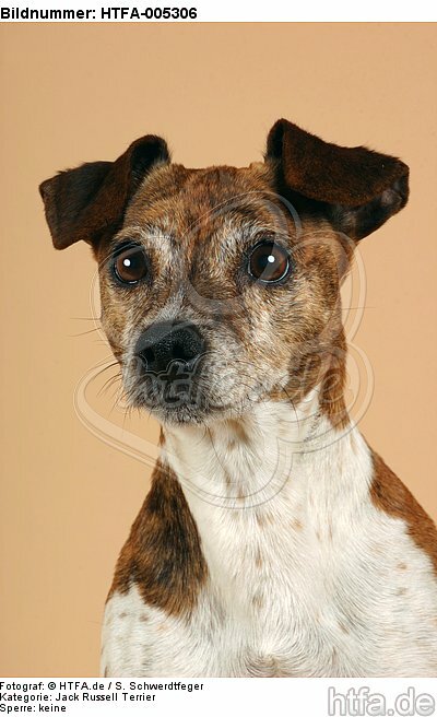 Jack Russell Terrier / HTFA-005306
