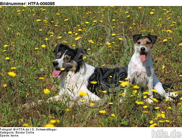 Border Collie und Parson Russell Terrier / border collie and parson russell terrier / HTFA-006085