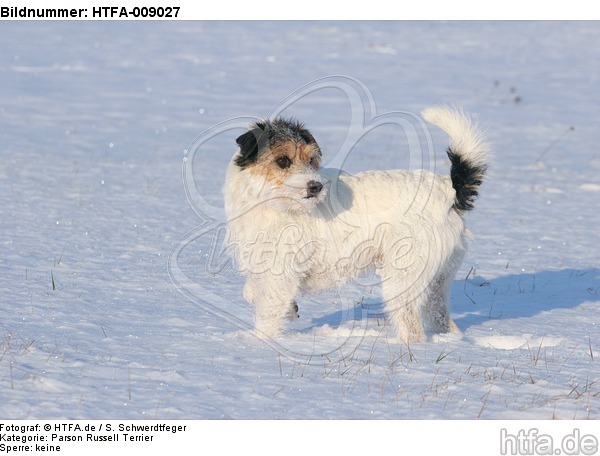 Parson Russell Terrier im Schnee / prt in snow / HTFA-009027