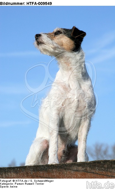 sitzender Parson Russell Terrier / sitting PRT / HTFA-009549
