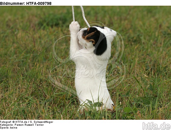 spielender Parson Russell Terrier Welpe / playing PRT puppy / HTFA-009798
